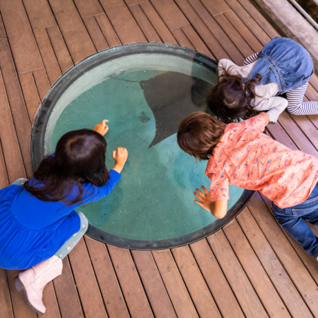 Children viewing the lagoon through a porthole