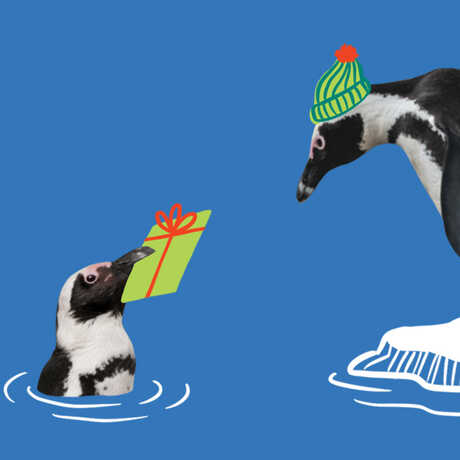Illustration of two African penguins giving each other holiday gifts