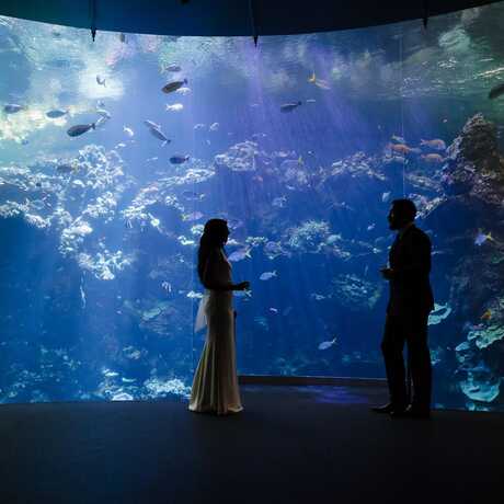 A couple is silhouetted against the Philippine Coral Reef, wearing traditional Western wedding clothing.