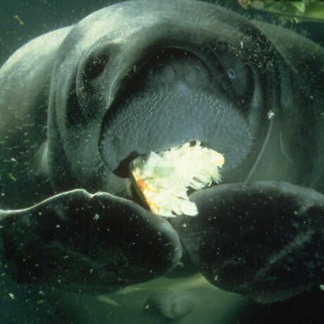 Butterball eating lettuce in a photo by Susan Middleton