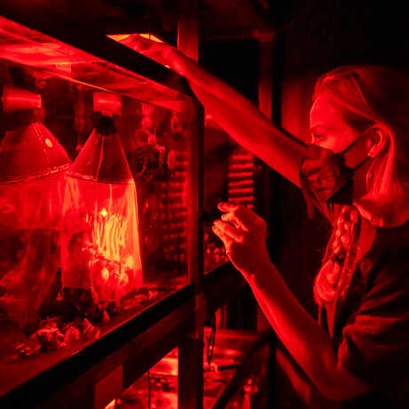 Rebecca Albright shines a red light on submerged coral under netting, preparing them to spawn. 