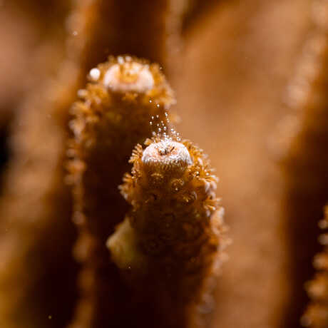 A branch of coral sits poised to spawn a gamete bundle, a tiny white ball sitting at the tip of the coral branch. 