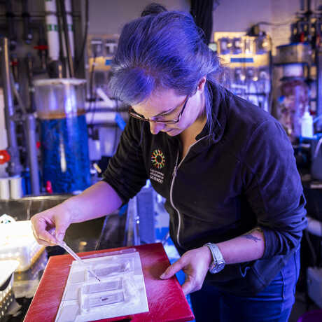 An Academy biologist prepares eggs on a petri dish holding a pipette and gazing down intensely.