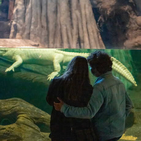 A couple stands arm-in-arm in front of Claude's enclosure; the white alligator is swimming in the water as they look on.
