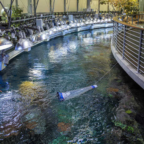 A white and blue mesh net floats in the aquarium waters at the academy, collecting eggs. 