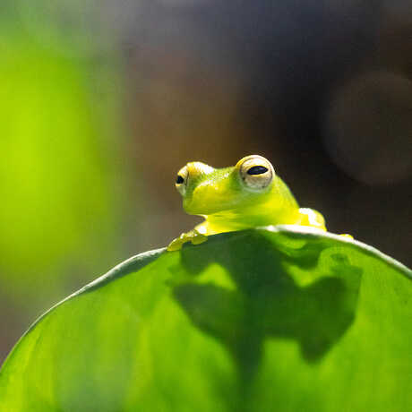 A green glass frog is pictured holding onto the a plant leaf in the Osher Rainforest. 