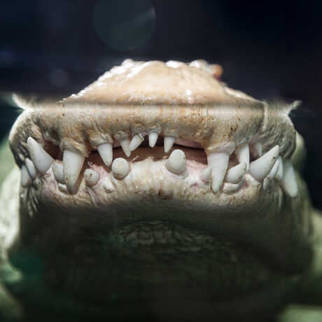 Claude the Academy's albino alligator shows off his toothy grin