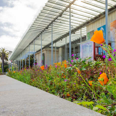 Angled exterior photo of Academy facade with orange poppies in the garden. Photo © Gayle Laird