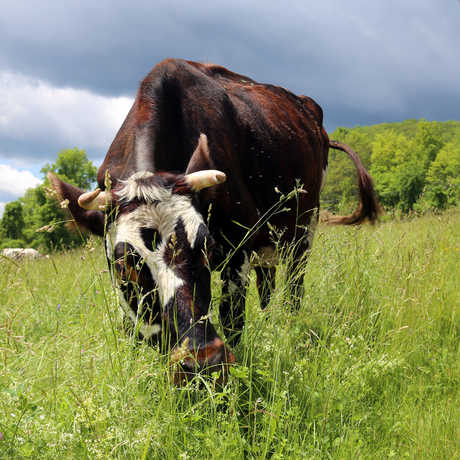 cow, grazing, sustainable grazing