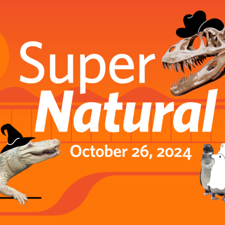 Illustration of Claude the albino alligator in a witch hat, T. rex skeleton in a cowboy hat, and penguins in ghost costumes
