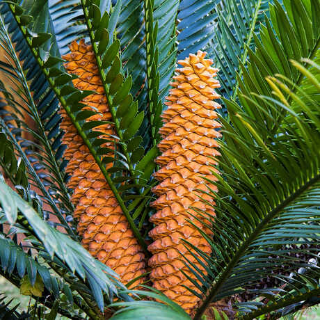Closeup of cycad cones and leaves
