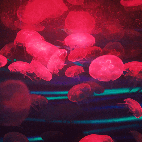 Virtual NightSchool graphic with moon jellies