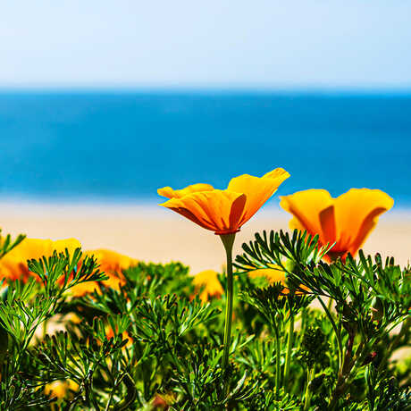 California poppies with a blurred background of the beach and ocean