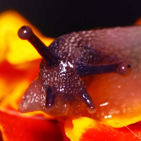 Close-up photo of a snail