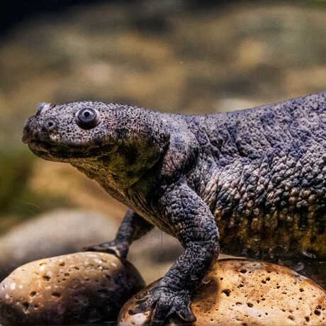 Iberian ribbed newt on exhibit in Steinhart Aquarium at Cal Academy. Photo by Gayle Laird
