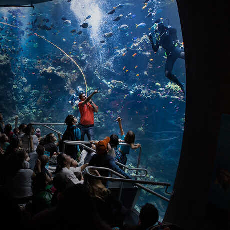A diver gives a presentation from inside the aquarium tank