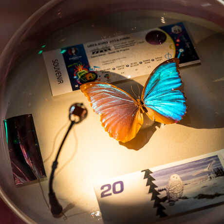 Iridescent blue morpho butterfly specimen in a vitrine with other iridescent objects in Bugs exhibit