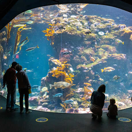Silhouetted guests point and gaze at the 100,000 gallon California Coast exhibit