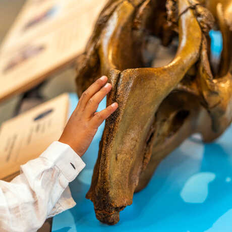 Child touches a replica of an extinct Steller sea cow skull on exhibit in California: State of Nature at Cal Academy. Photo by Nicole Ravicchio