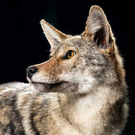 Coyote specimen against black backdrop in California State of Nature exhibition at Cal Academy. Photo by Gayle Laird