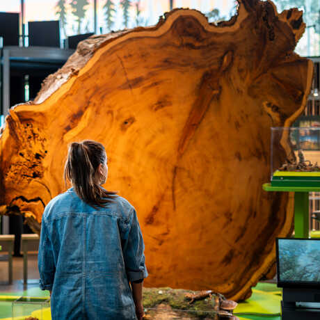 Woman looks at cross-section of gigantic redwood tree on exhibit at Cal Academy. Photo by Gayle Laird