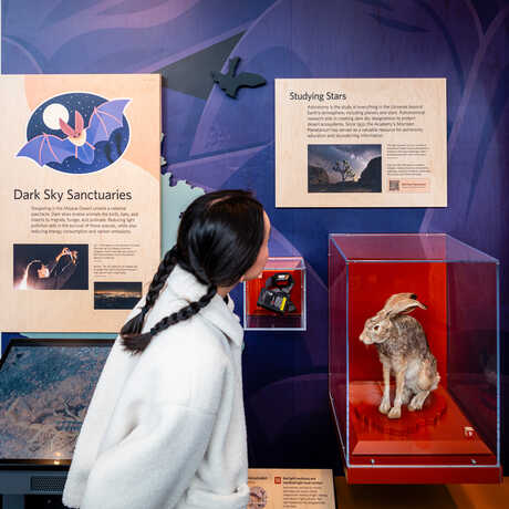 Guest looks at jackrabbit specimen on exhibit in California: State of Nature at Cal Academy. Photo by Gayle Laird