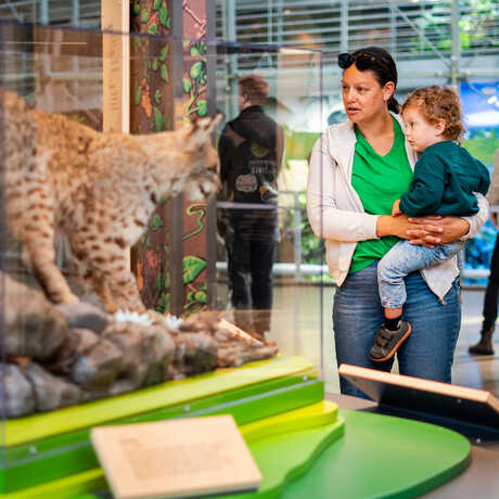 Toddler and parent observe a bobcat specimen on exhibit in California: State of Nature at Cal Academy. Photo by Gayle Laird