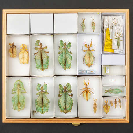 Specimen tray of various giant leaf insects