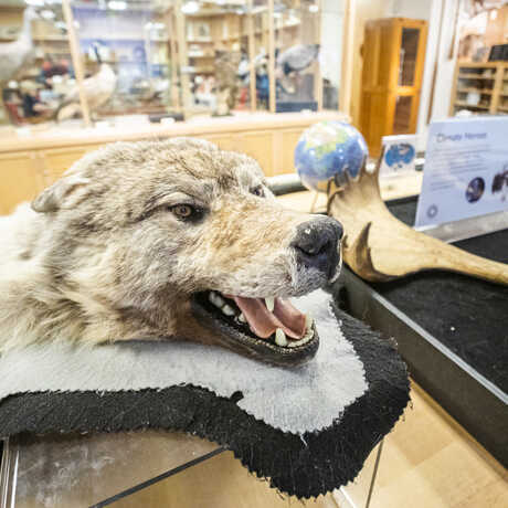 Wolf pelt and other specimens in the Academy Naturalist Center
