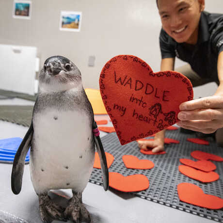 Pogo the penguin receives a valentine from Academy biologist