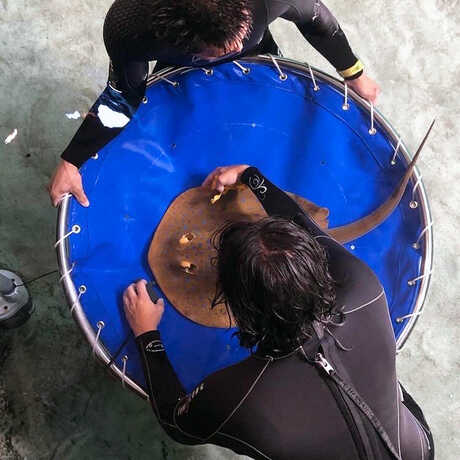 A ribbontail ray on a stretcher being returned to Reef Lagoon after physical exam
