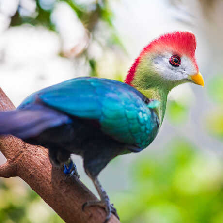 Red-crested turaco bird on exhibit in Osher Rainforest at Cal Academy. Photo by Gayle Laird