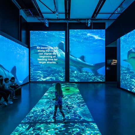 Guests inside Sharks exhibit projection gallery