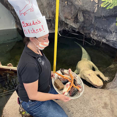 Academy biologist in chef hat gives Claude the alligator some tasty treats