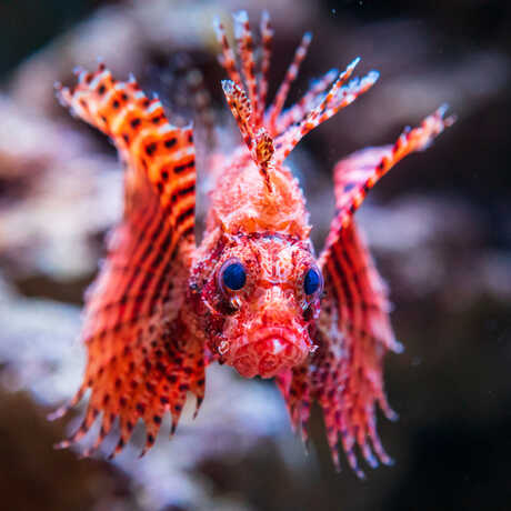 Dwarf lionfish from Academy Venom exhibit stares straight at the camera