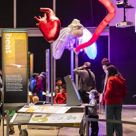Guests watch a flatscreen display under a life-size model of Mamenchisaurus lungs and heart in World's Largest Dinosaurs exhibit