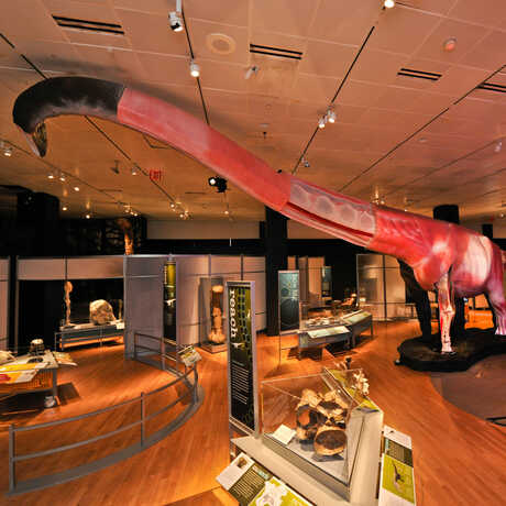 Life-size model of Mamenchisaurus in Worlds Largest Dinosaurs exhibit at AMNH.
