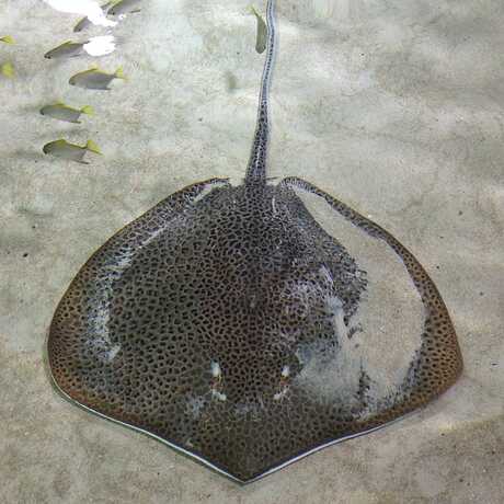 Honeycomb ray, or Himantura uarnak