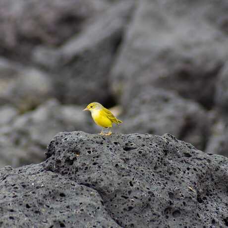A yellow warbler perches on rocks on the Galápagos Islands