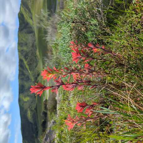 Wild paintbrush (castilleja) plant in California