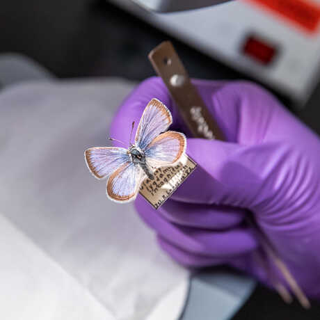 A Xerces butterfly specimen is held by a scientist wearing a purple latex glove