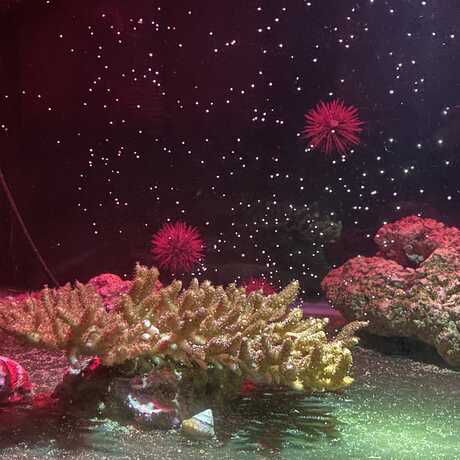 An Acropora coral spawning gametes in the Academy's Coral Regeneration Lab