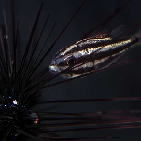 A cardinalfish hides behind the spines of a black sea urchin