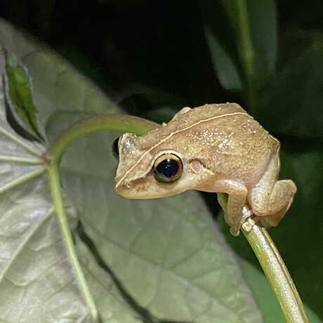 Coqui Frog on Leaf