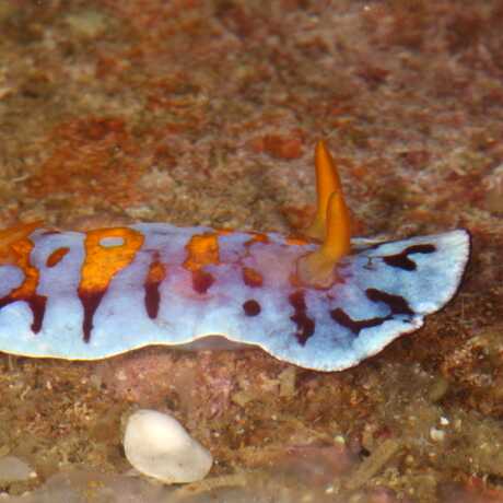 Nudibranch Goniobranchus