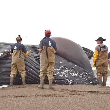 Academy scientists take measurements of a stranded whale on a Northern California beach