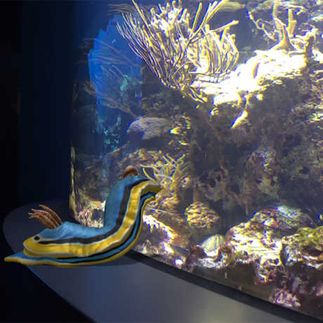 Nudibranch in aquarium