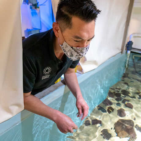 Academy biologist Allan Jan prepares to feed Methuselah the Australian lungfish