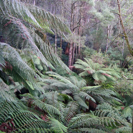 Lush temperate rainforest with cycads in Victoria, Australia