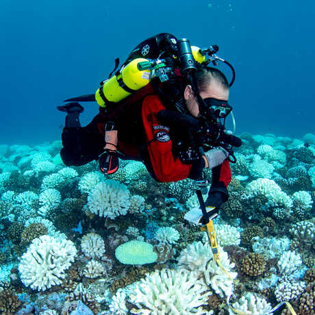 An Academy scuba diver examines bleached coral underwater